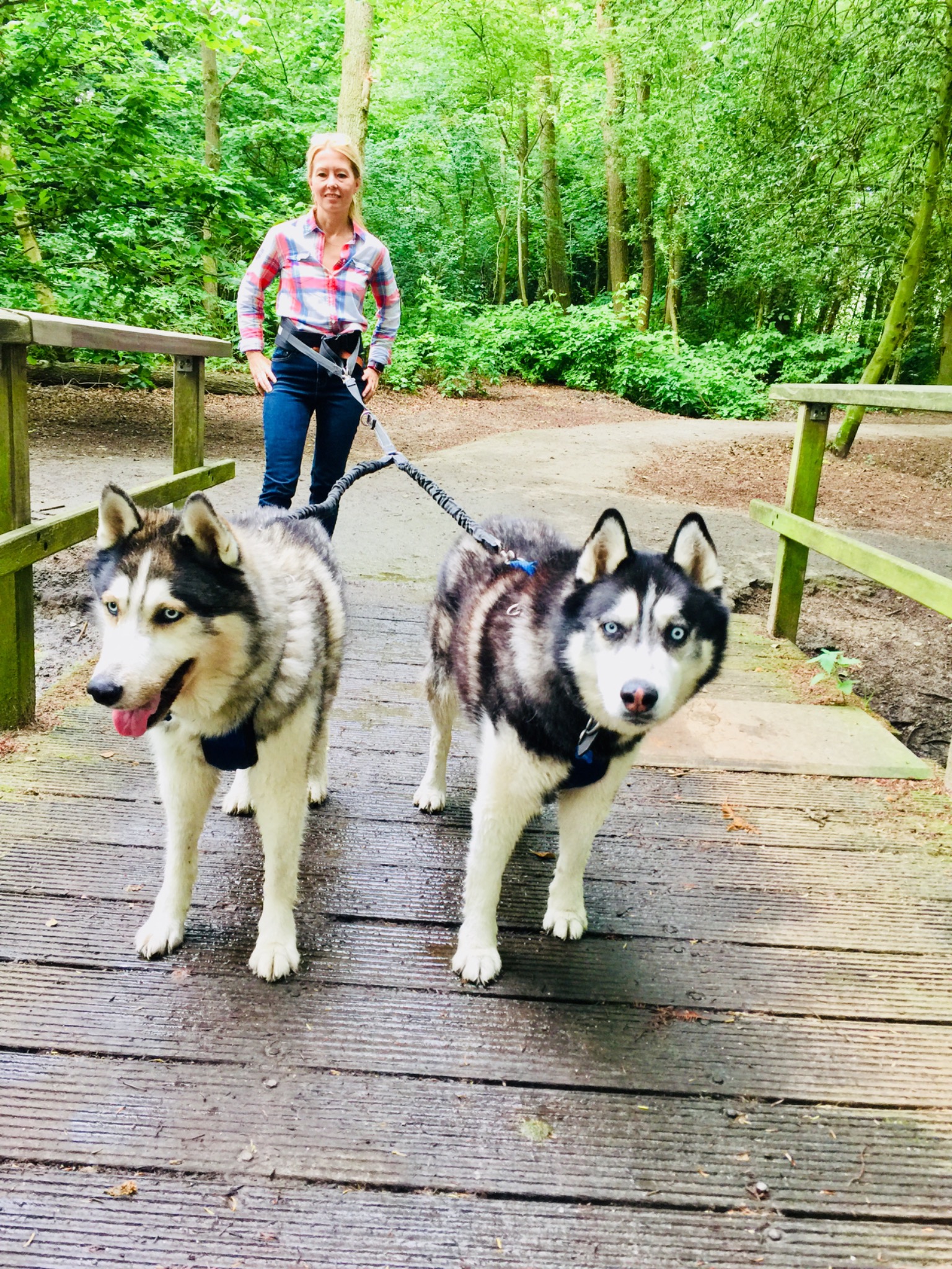 Spaziergang mit zwei Huskies auf einer Waldbrücke